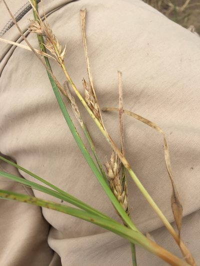 Carex hordeistichos, photographed by Andre Hosper