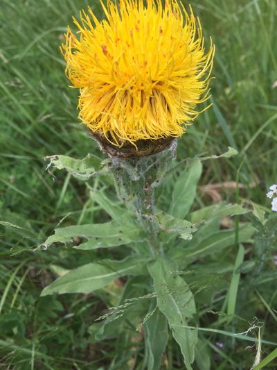 Centaurea macrocephala, photographed by Andre Hosper