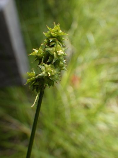 Carex atlantica, photographed by Ben Armstrong