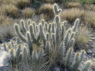 Grusonia bradtiana, photographed by Gustavo Alfredo Chávez Flores