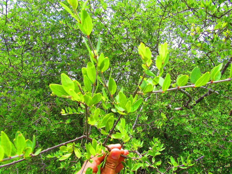 Forestiera durangensis, photographed by Oscar Alejandro Morales Juárez