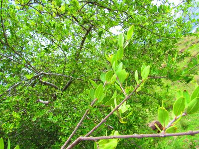 Forestiera durangensis, photographed by Oscar Alejandro Morales Juárez