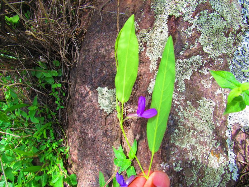 Cologania procumbens, photographed by Oscar Alejandro Morales Juárez