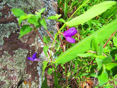 Cologania procumbens, photographed by Oscar Alejandro Morales Juárez