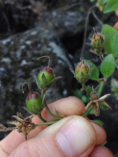 Gambelia speciosa, photographed by Martin Purdy