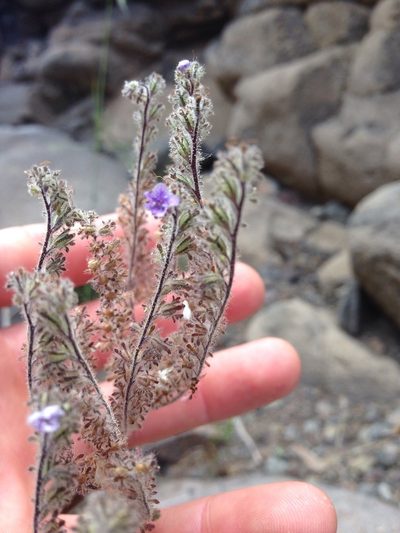 Phacelia floribunda, photographed by Martin Purdy