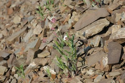 Silene repens, photographed by Syd Cannings