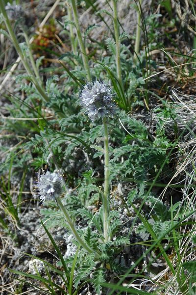 Phacelia mollis, photographed by Syd Cannings