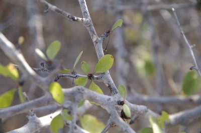 Colubrina viridis, photographed by Eric Knight