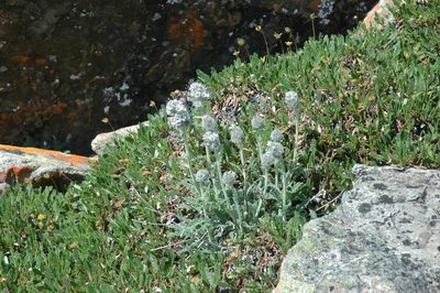 Phacelia mollis, photographed by Syd Cannings