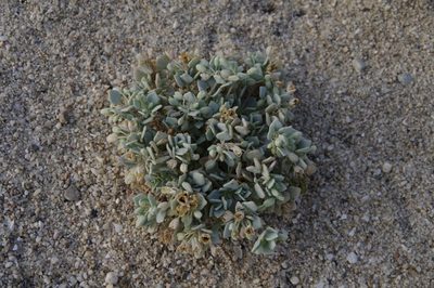 Drymaria holosteoides, photographed by Eric Knight