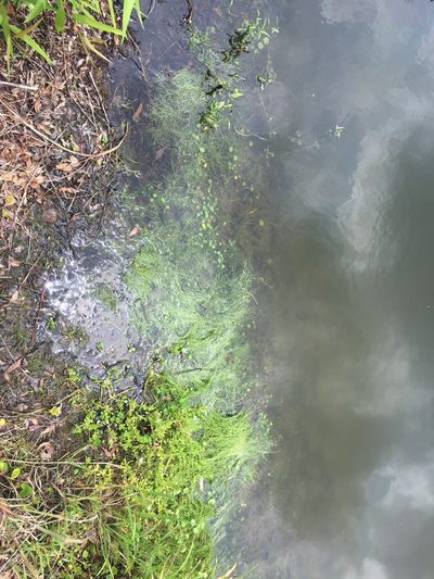Eleocharis vivipara, photographed by Mary Spilman