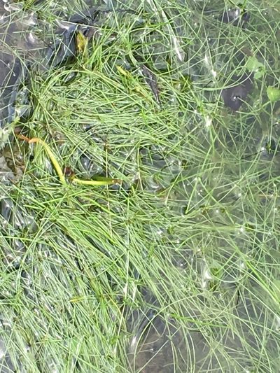 Eleocharis vivipara, photographed by Mary Spilman