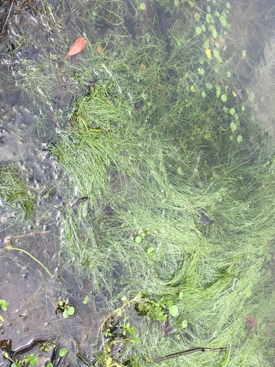 Eleocharis vivipara, photographed by Mary Spilman