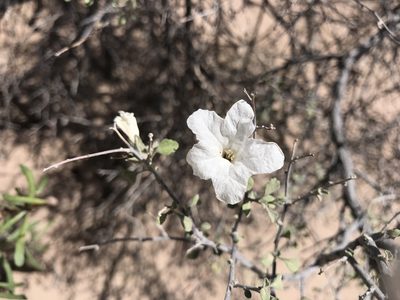 Cordia parvifolia, photographed by Claudio Cantú Muñiz