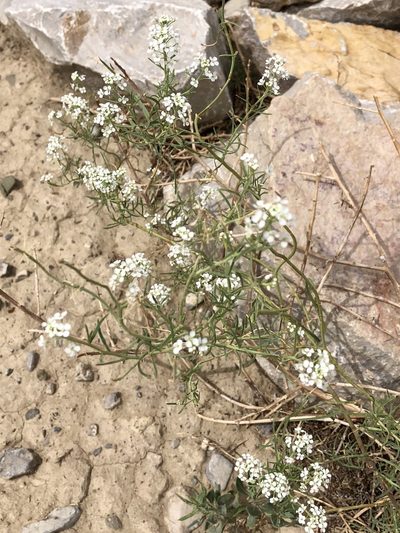 Lepidium montanum, photographed by CK2AZ