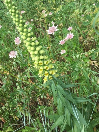 Digitalis ferruginea, photographed by Andre Hosper