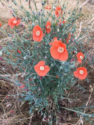 Papaver armeniacum, photographed by Andre Hosper