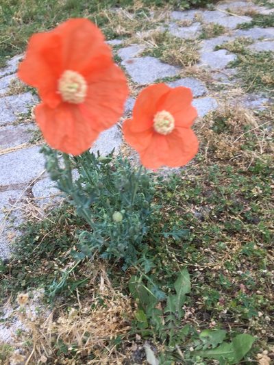 Papaver armeniacum, photographed by Andre Hosper