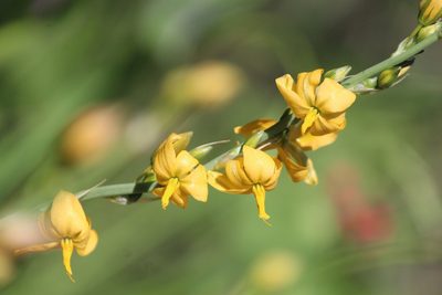 Echeandia falcata, photographed by José Belem Hernández Díaz