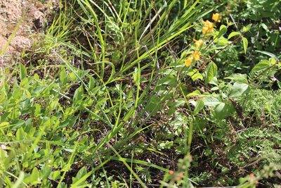 Echeandia falcata, photographed by José Belem Hernández Díaz