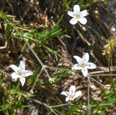 Eremogone kingii, photographed by Don Loarie
