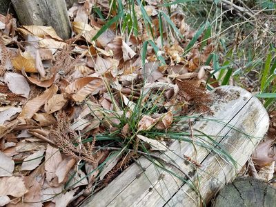 Carex conica, photographed by Yoshihiro Tokue