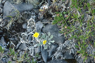 Physaria calderi, photographed by Syd Cannings