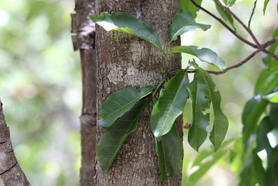 Exothea paniculata, photographed by Diego Blanco