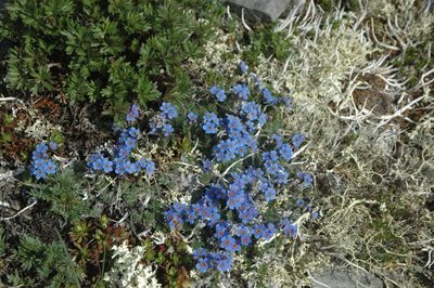 Eritrichium aretioides, photographed by Syd Cannings