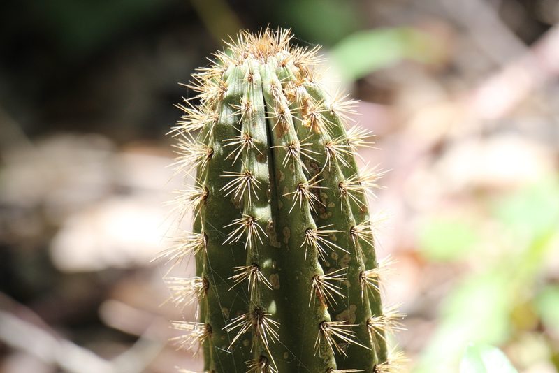 Pilosocereus robinii, photographed by Diego Blanco