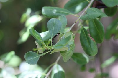 Guapira discolor, photographed by Diego Blanco