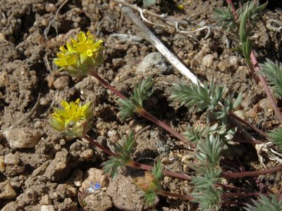 Potentilla webberi, photographed by Jim Morefield