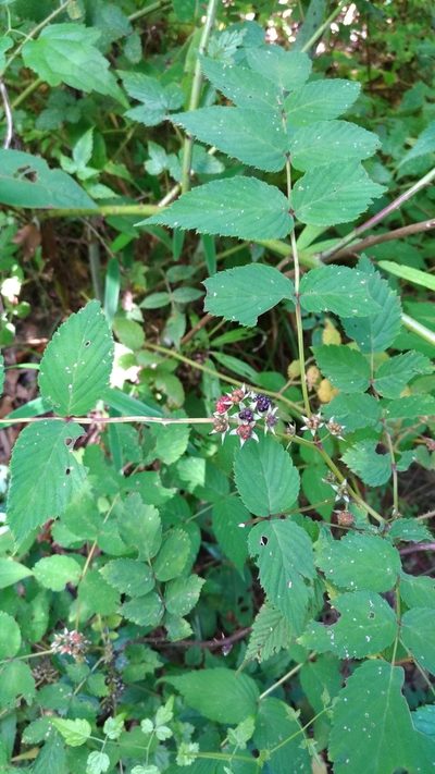 Rubus inopertus, photographed by Lin Scott