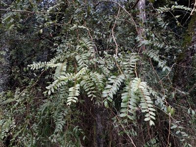Sophora tetraptera, photographed by Leon Perrie