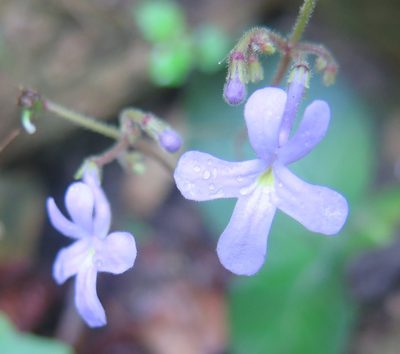 Streptocarpus prolixus, photographed by Suvarna Parbhoo Mohan