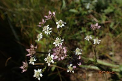 Alepidea setifera, photographed by Peter Warren