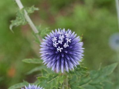 Echinops bannaticus, photographed by Andreas Stiller