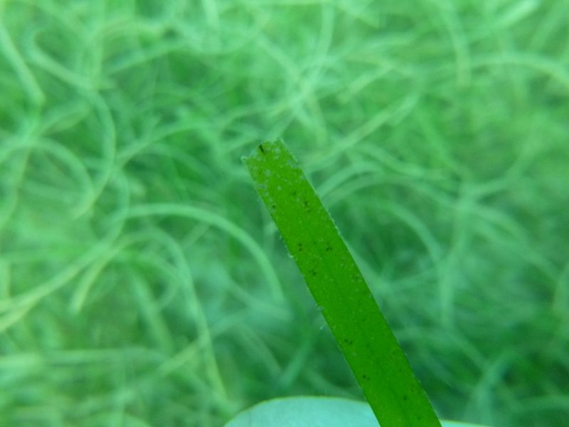 Halodule uninervis, photographed by Ewout Knoester