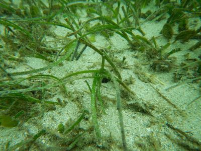 Halodule uninervis, photographed by Ewout Knoester