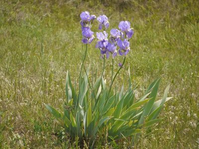 Iris pallida, photographed by Roman