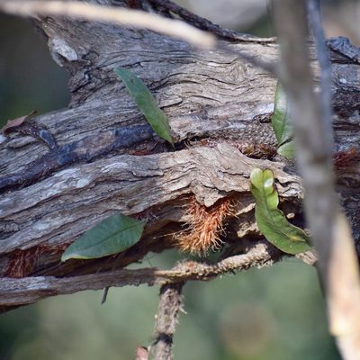 Microgramma mauritiana, photographed by Sunčana Bradley