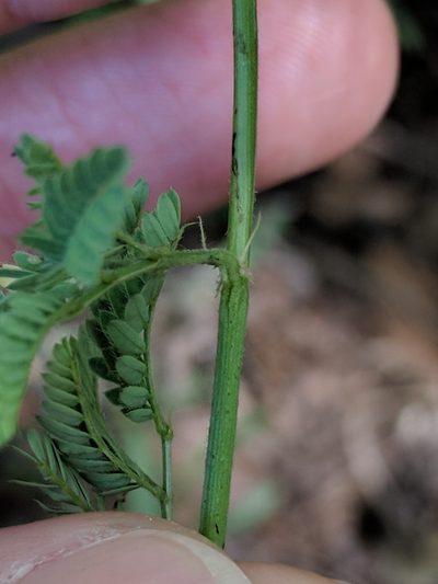 Desmanthus acuminatus, photographed by Alison Northup