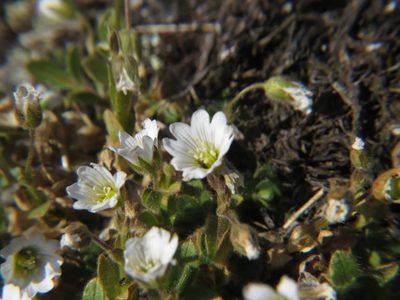 Cerastium arcticum, photographed by Paul Prior