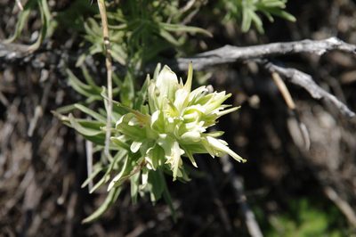 Castilleja citrina, photographed by Eric Knight
