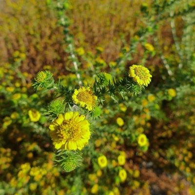 Centromadia parryi, photographed by John Hibbard