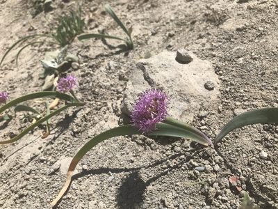 Allium platycaule, photographed by Leah Gardner