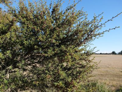 Kunzea serotina, photographed by Alice Shanks