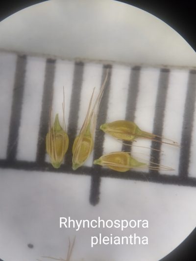 Rhynchospora pleiantha, photographed by Scott Ward