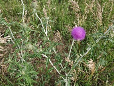 Cirsium flodmanii, photographed by Jeff D Hansen